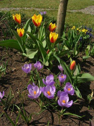 Сорт Remembrance (Crocus vernus)