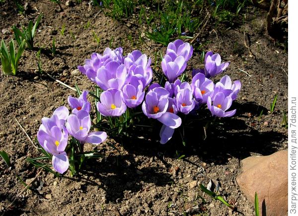 Сорта Ремембранс (оранжевый пыльник) и Флавер Рекод (с желтым)