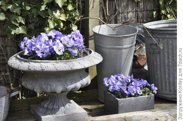 В крайнем случае голубые виолки выручат