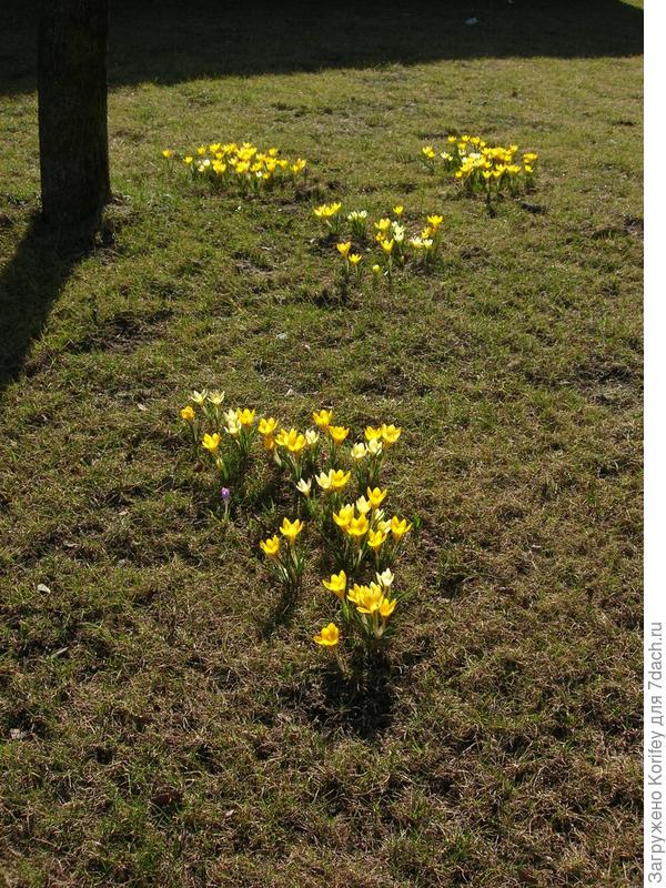 Сорт Golden Bunch (Crocus ancyrensis) на лужайке, прямо посреди газона