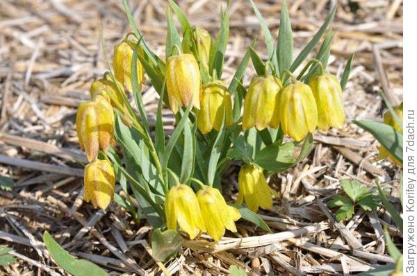 Или желтые фритиллярии ))))) Как Вам? Заменят крокусы? )))))
