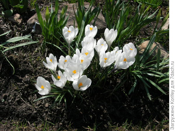Крокус Жанна д'Арк