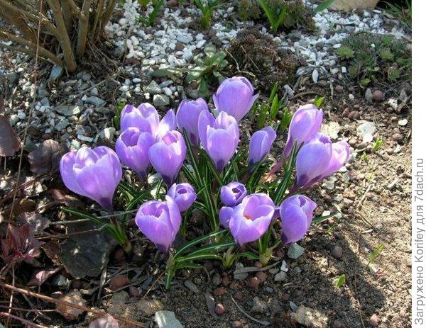 Сорт Grand Maitre (Crocus vernus)