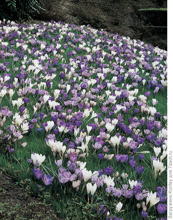 Или вот ещё городской вариант