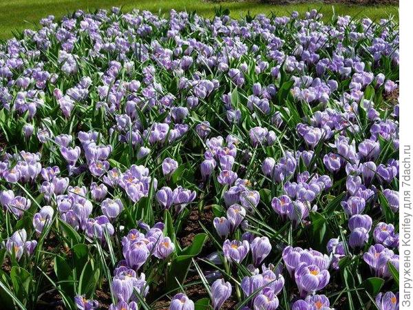 Он же в массовых посадках