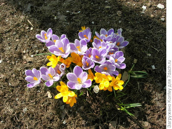 Смесь крокусов. Фиолетово-белый, пестрый - Пиквик