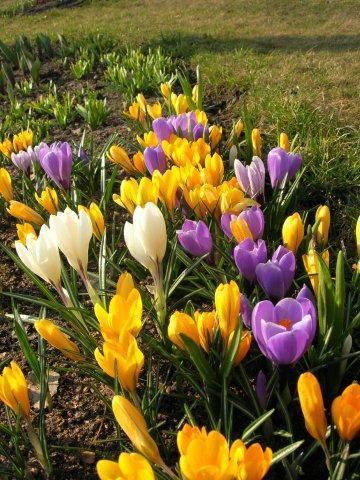 Крокусы вдоль дорожки или вдоль клумбы