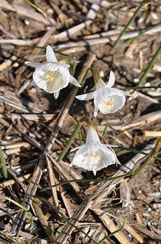 Или Narcissus Julia Jane