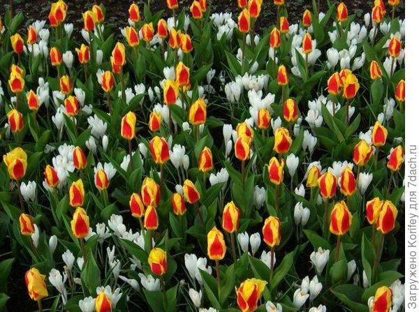 Крокус Jeanne d'Arc и тюльпан Stresa