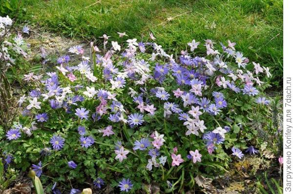 Смесь ифейонов и анемон (анемона бланда)