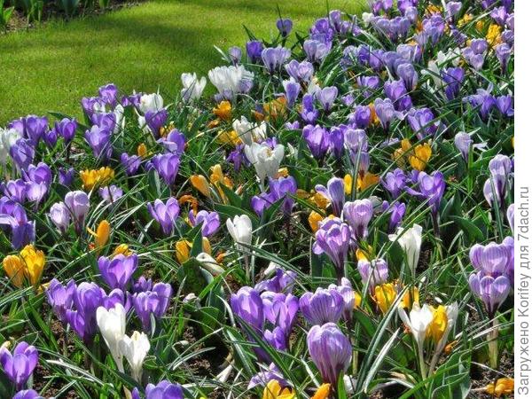 Сорта Jeanne d'Arc, Remembrance и King of Stripes