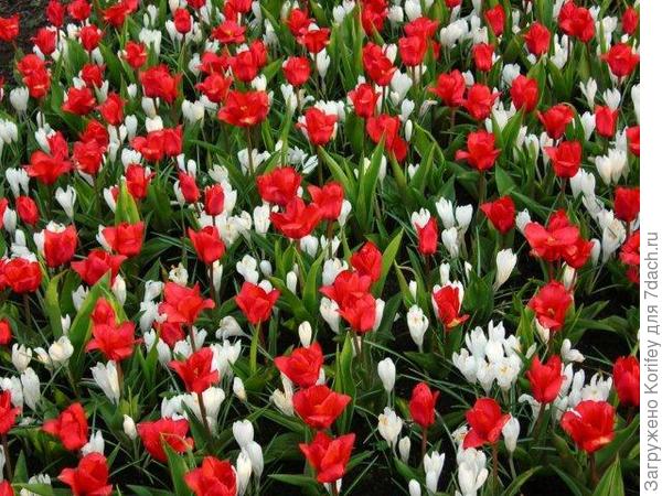 Крокуc Jeanne d'Arc и тюльпан Шоувиннер