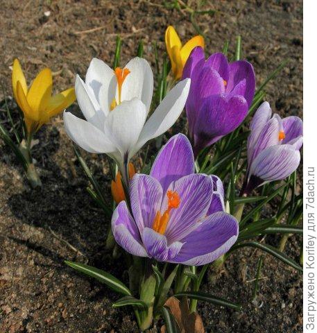 Ботанические крокусы (желтые) и крупноцветковые, более поздние