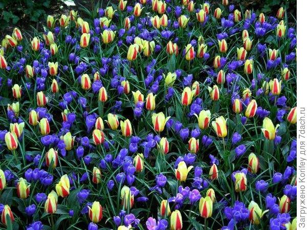 Сорт Victor Hugo (Crocus vernus)