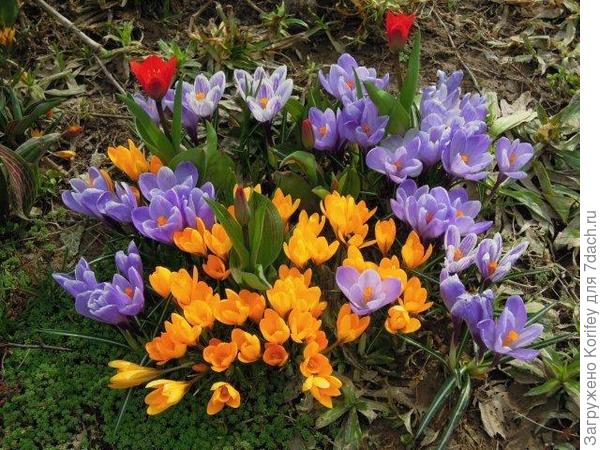 Смесь крокусов уже с самым ранним тюльпаном Шоувиннер