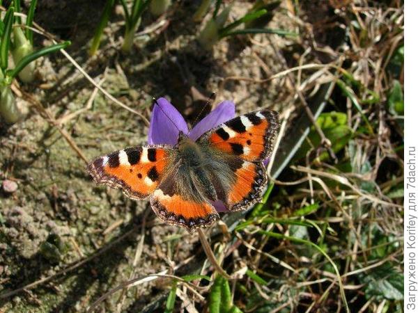Проснувшаяся бабочка на крокусе, такое бывает раз в 7-8 лет )))))