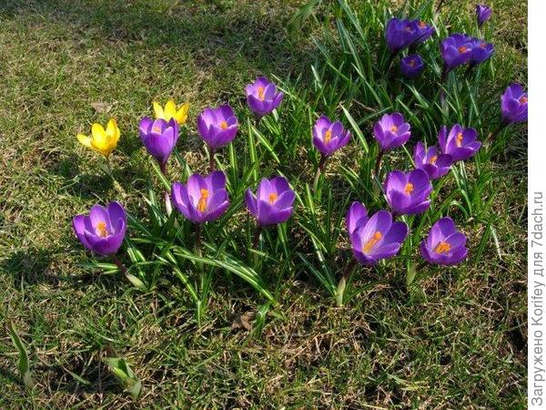 Ruby Giant на газоне