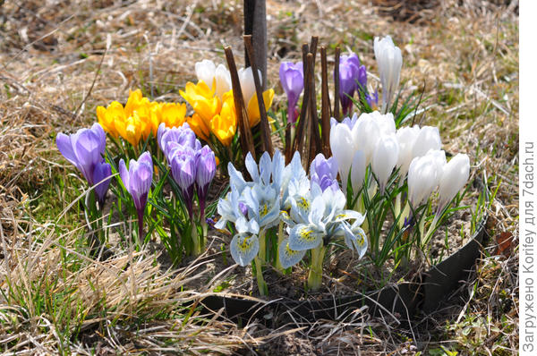 Сажаю ранние мелколуковичные вокруг пионов, оберегают их от случайного повреждения