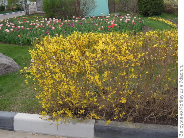 Можно использовать в качестве бордюра