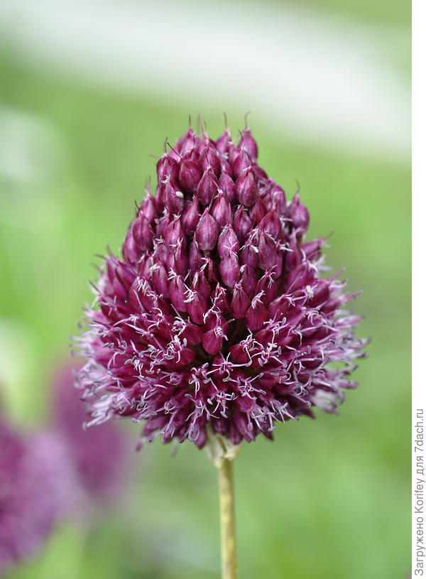 Так он выглядит когда зацветает