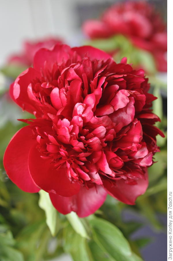 Сорт Christmass Velvet