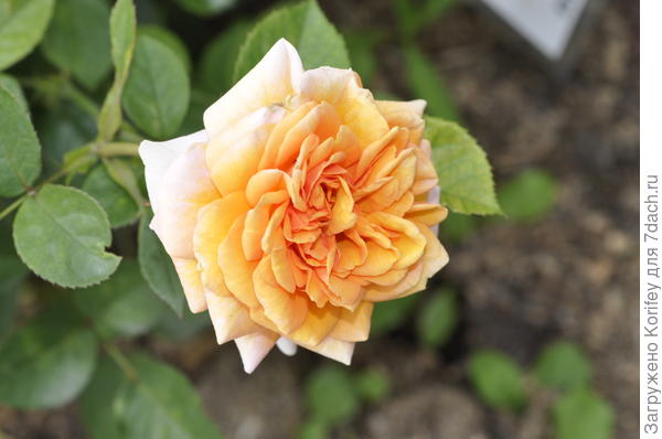 Сорт Amazing, Poulsen 2003