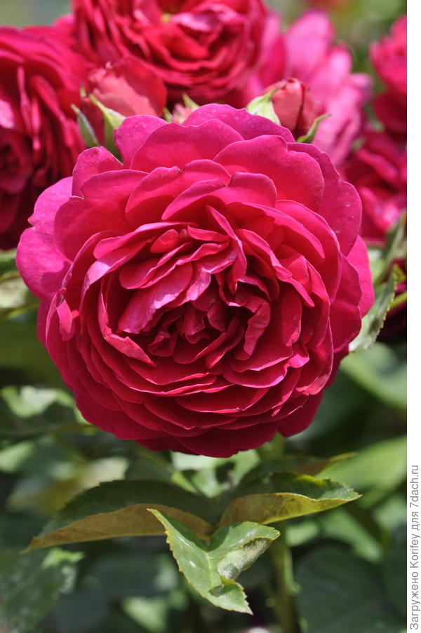 Сорт Ascot, чайно-гибридная, Tantau, 2007