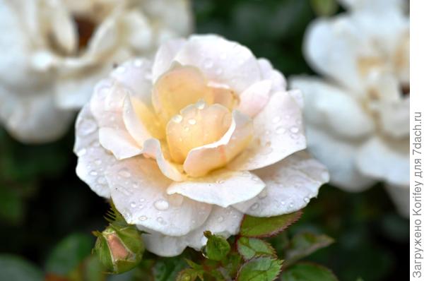 Сорт High Sheriff 2009, Floribunda, Harkness 2009