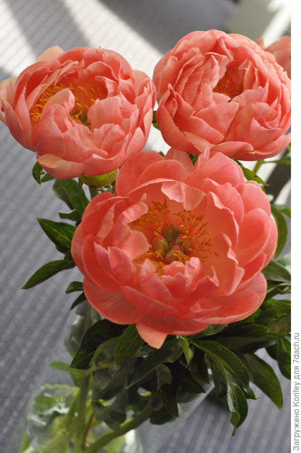 Сорт Coral Sunset