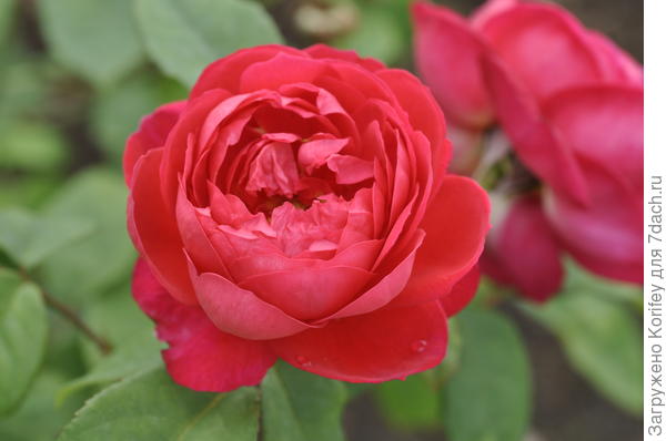 Сорт Benjamin Britten, D.Austin 2001, шраб