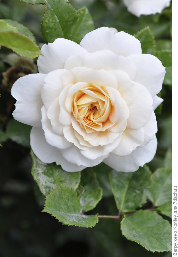 Роза триумф белая фото и описание