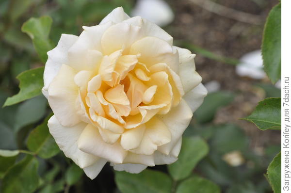 Сорт Champagne Celebration, чайно-гибридная, Fryers, 2009