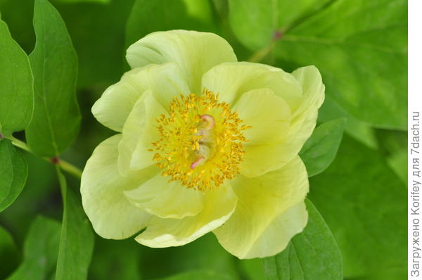 Пион Виттмана (P. wittmanniana)