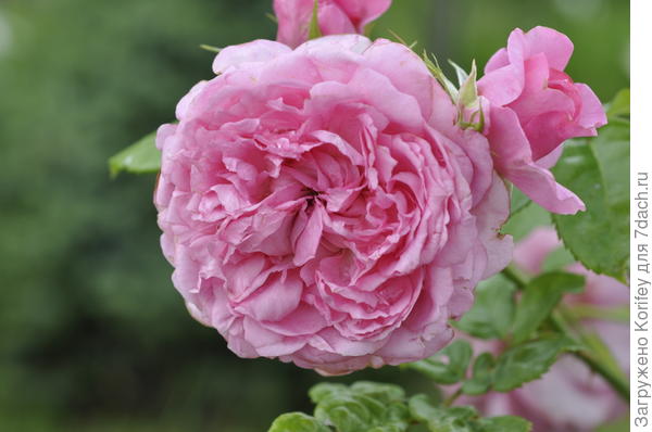 Сорт Chantal Merieux,, шраб, Guillot 1999