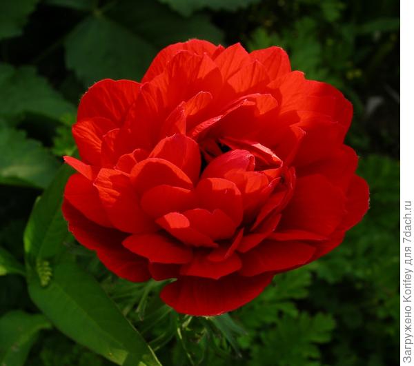 Anemona coronaria красная махровая