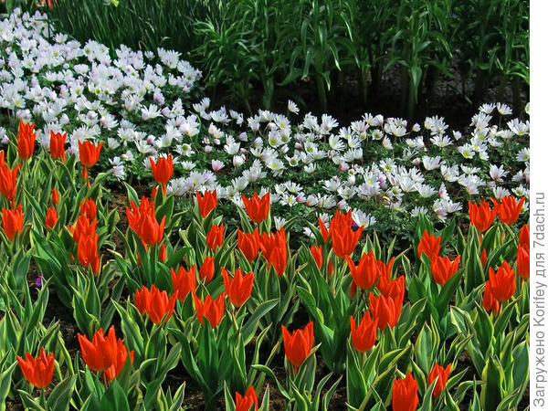 Anemona blanda White Splendor &amp; tulip Praestans Unicum