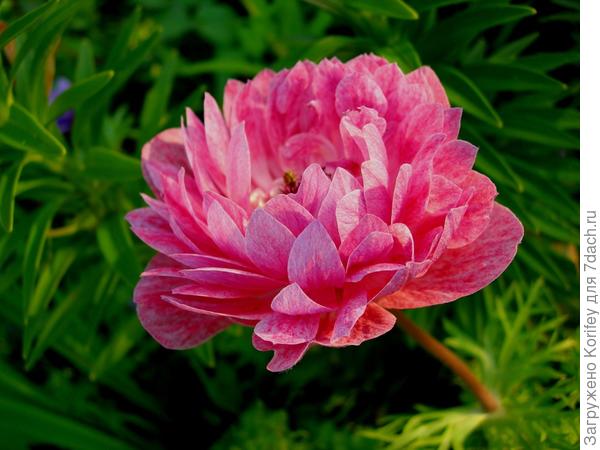 Anemona coronaria розовая полумахровая