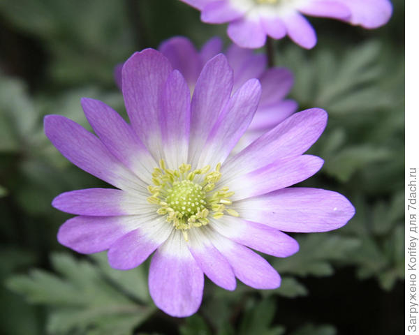 Anemona blanda розовая