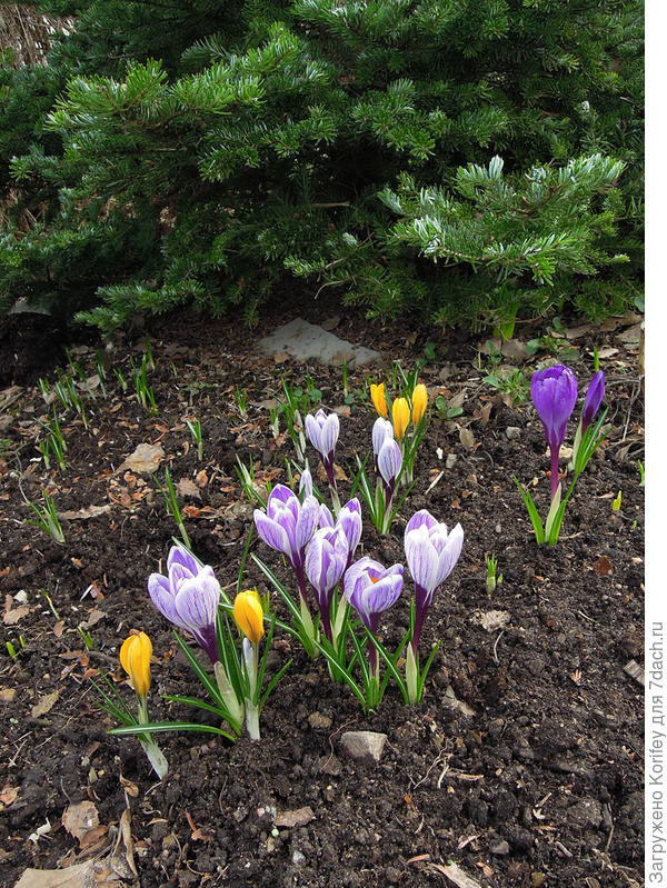 Семейка крокусов на фоне ели