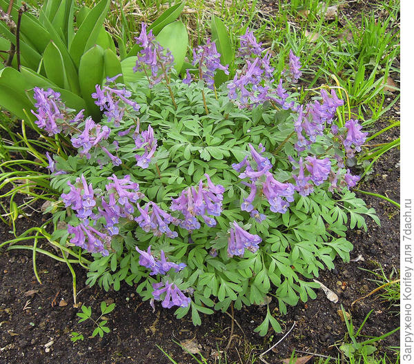 Наконец-то расцвела Хохлатка