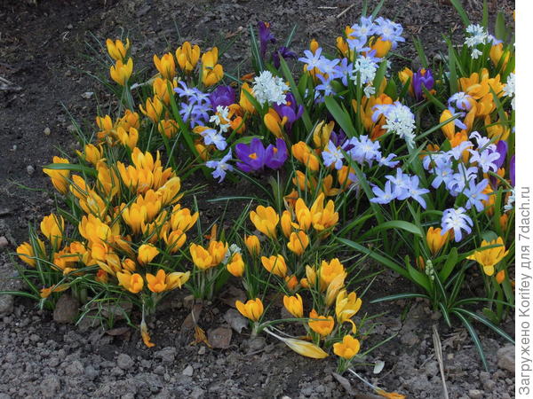 Дружная семейка