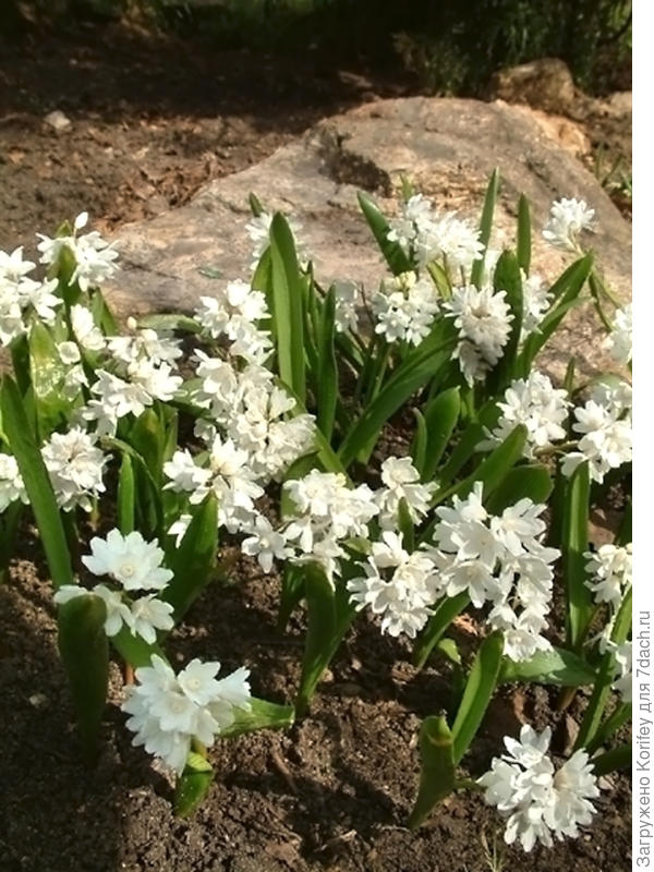 Пушкиния на солнышке