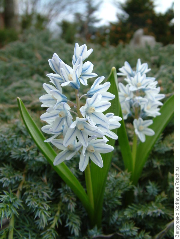 Пушкиния светло-голубая, скорее даже полосатая