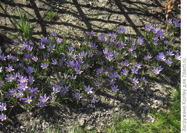 Крокус поздний