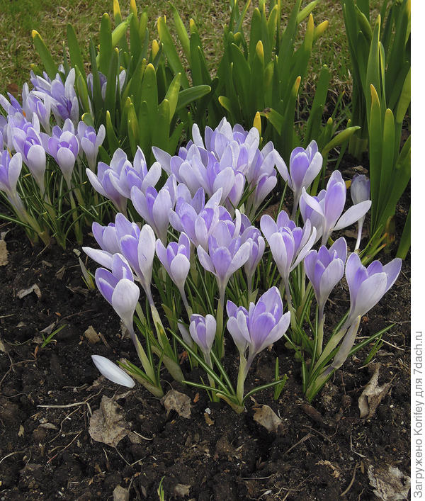 Крокус Ялта во всей своей красе.