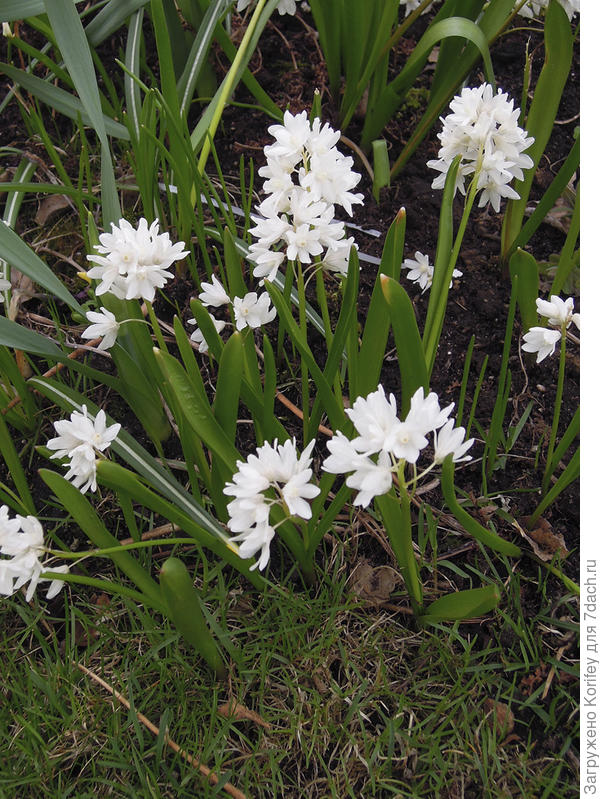 Пушкиния белая или альба