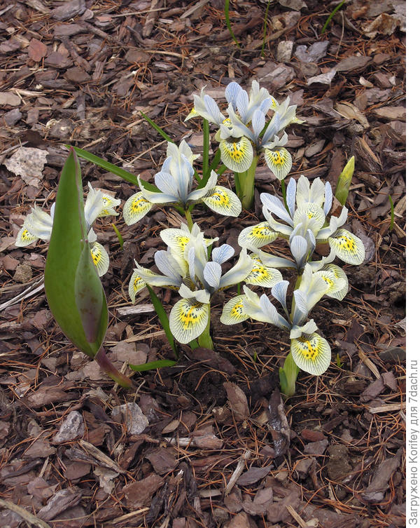 Ирис сетчатый на клумбе