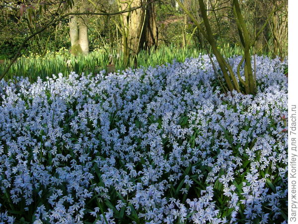 Пушкиния в парке