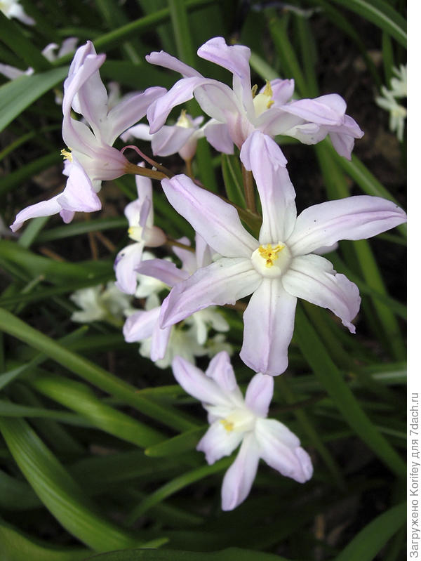 Хионодокса розовая