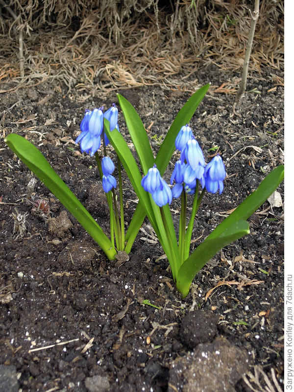 Сцилла сибирская синяя